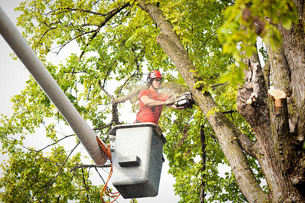 Professional Tree Service in Grand Bay, AL